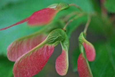 Acer ginnala - javor amurský - zrající plody